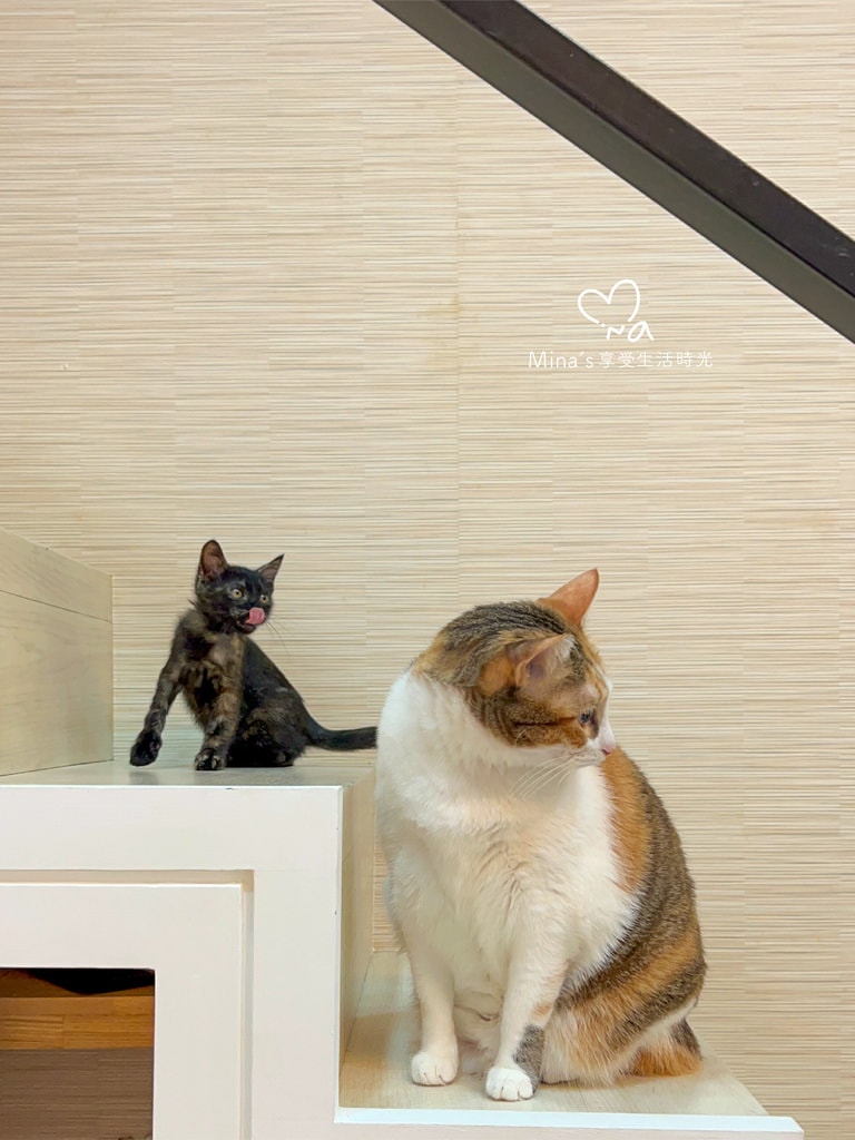 簽名檔-boss cat-11.jpg