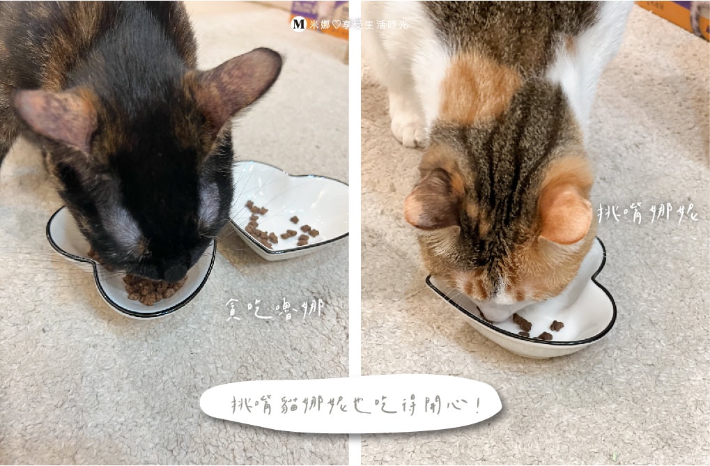 挑嘴貓飼料推薦＿挑嘴貓＿飼料推薦