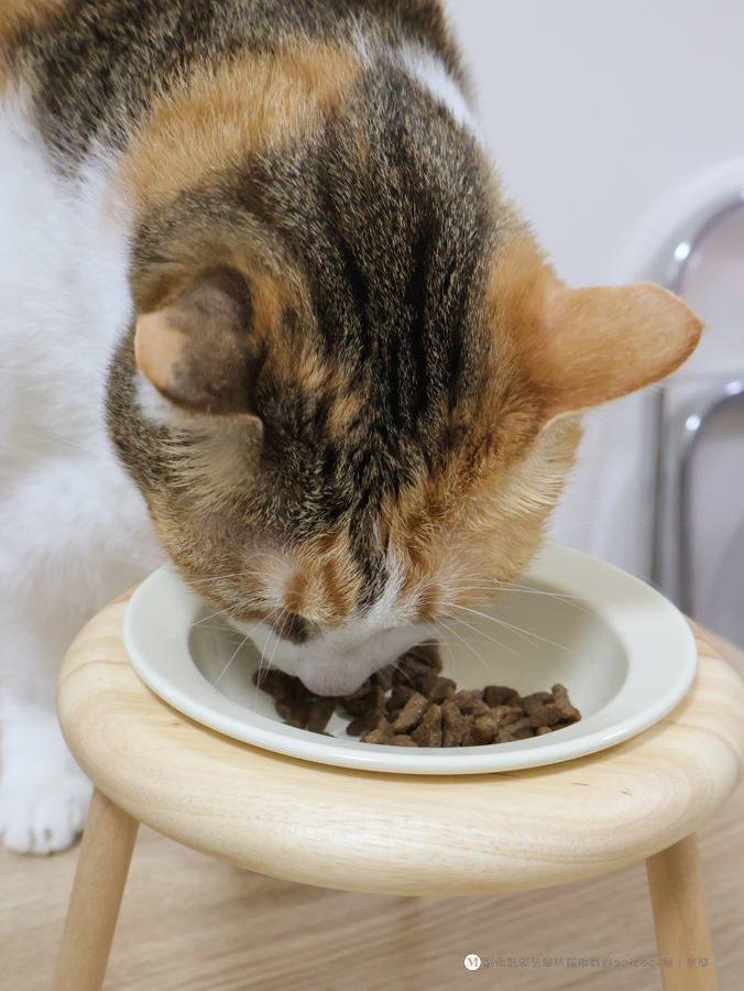 第一饗宴_無穀低敏雞肉藍莓全貓配＿加拿大品牌貓糧推薦＿單一肉源貓乾糧