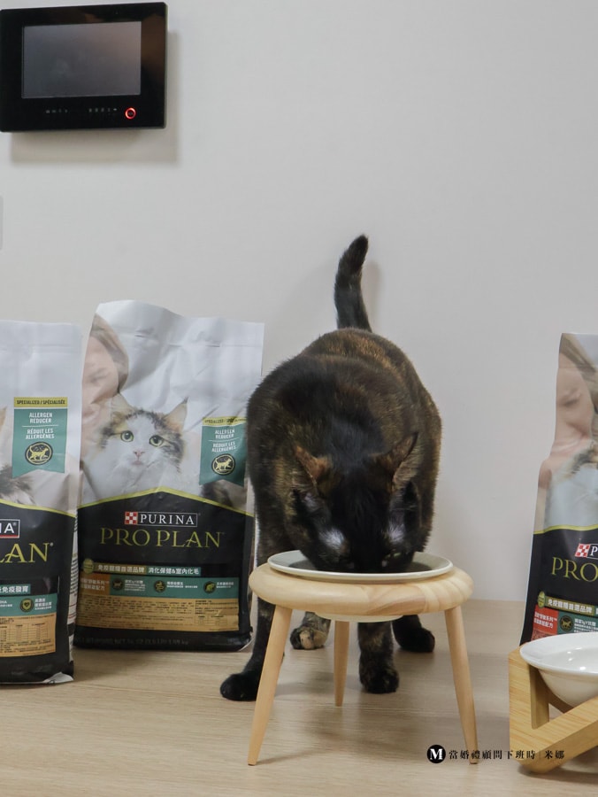 成貓鮮鮭配方貓飼料進食畫面
