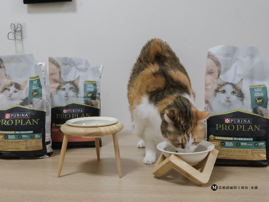 成貓鮮鮭配方貓飼料進食畫面