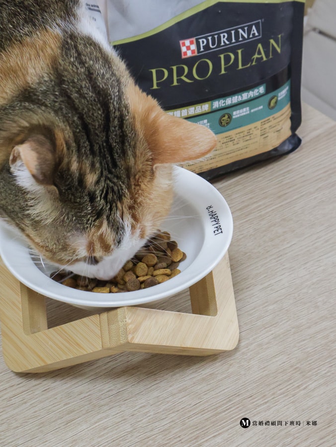挑嘴貓吃冠能貓飼料進食畫面