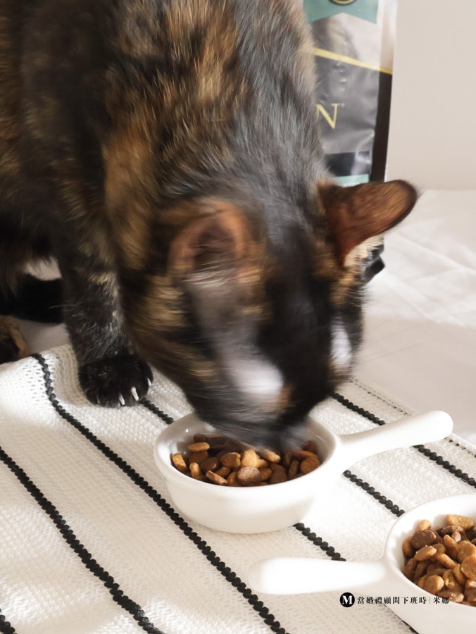 挑嘴貓吃冠能貓飼料進食畫面