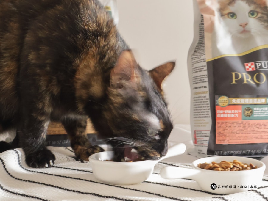 挑嘴貓吃冠能貓飼料進食畫面